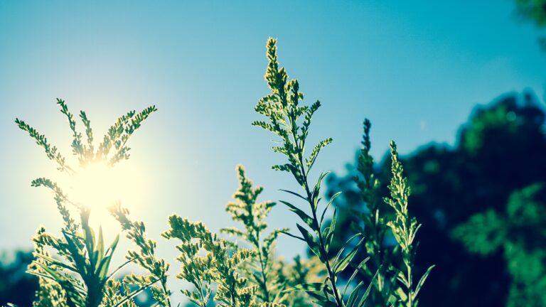 sunlight peaking through a plant